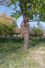 Picture of Louisiana catahoula leopard dog climbing tree to retrieve
