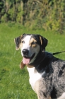 Picture of Louisiana Catahoula Leopard Dog on lead