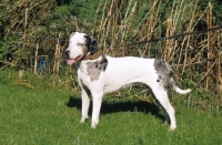 Picture of Louisiana Catahoula Leopard dog, double dilution merle colour