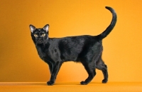 Picture of lovely Bombay cat on orange background