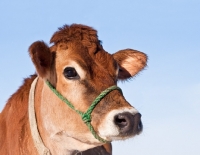Picture of lovely Jersey cow with halter and collar