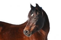 Picture of lovely Morgan Mare looking over her shoulder in winter