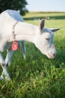Picture of lovely Saanen goat front view in green meadow
