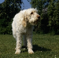 Picture of low angle shot of odivane francesca of nantiderri, italian spinone on grass