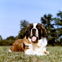 Picture of low angle shot of st bernard lying