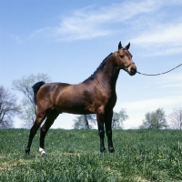 Picture of low angle view of Hackney Pony stallion in USA