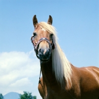 Picture of low angle view of Haflinger mare at Ebbs Austria 