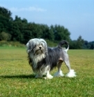 Picture of lowchen standing on grass