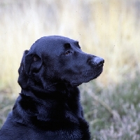 Picture of loyal labrador