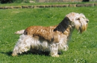 Picture of Lucas Terrier on grass