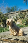 Picture of Lucas Terrier on steps