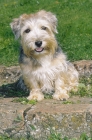 Picture of lucas terrier on stone