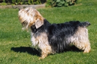 Picture of Lucas Terrier, side view