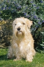 Picture of Lucas Terrier