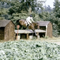 Picture of Lucinda  Green riding killaire, 1979 luhmuhlen
