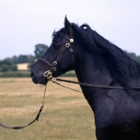 Picture of Lummas Duke,  Dales pony stallion head and shoulders