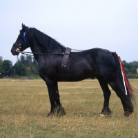 Picture of lummas duke, dales pony stallion,  full body 