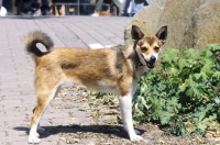 Picture of Lundehund side view