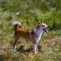 Picture of lundehund standing