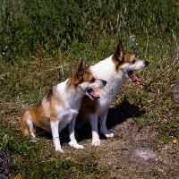 Picture of lundestuens festue, lundestuens jarnsakse,   lundehunds