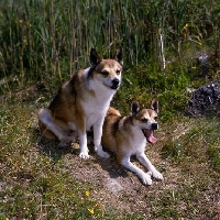 Picture of lundestuens festue, lundestuens jarnsakse, lundehunds showing dewclaws