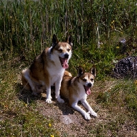 Picture of lundestuens festue, lundestuens jarnsakse, two lundehunds showing dewclaws 
