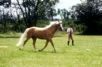 Picture of lungeing a palomino