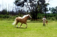 Picture of lungeing a palomino