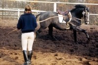 Picture of lunging a Hanoverian horse at verden, germany