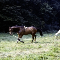 Picture of lunging a horse
