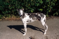 Picture of lurcher - greyhound / border collie cross