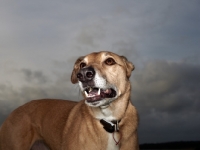 Picture of Lurcher against grey sky