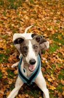 Picture of Lurcher amongst leaves