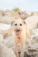 Picture of Lurcher amongst rocks