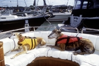 Picture of lurcher and greyhound on a boat wearing lifejackets