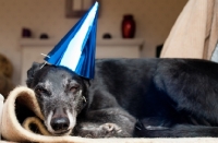 Picture of Lurcher at a birthday