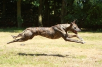 Picture of Lurcher, at high speed
