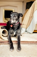 Picture of Lurcher at home