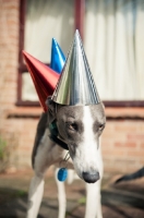 Picture of Lurcher at party