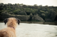 Picture of Lurcher back view, near sea