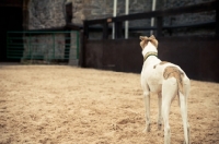 Picture of Lurcher back view