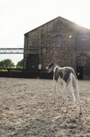 Picture of Lurcher back view