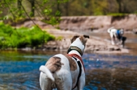 Picture of Lurcher back view