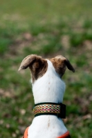 Picture of Lurcher back view