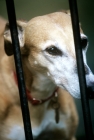 Picture of lurcher behind bars