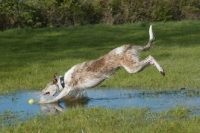 Picture of Lurcher catching ball