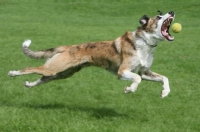 Picture of lurcher catching ball