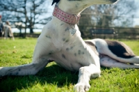 Picture of Lurcher close up