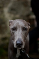 Picture of Lurcher dog looking at camera with muted background