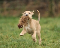 Picture of Lurcher dog running in grass with toy